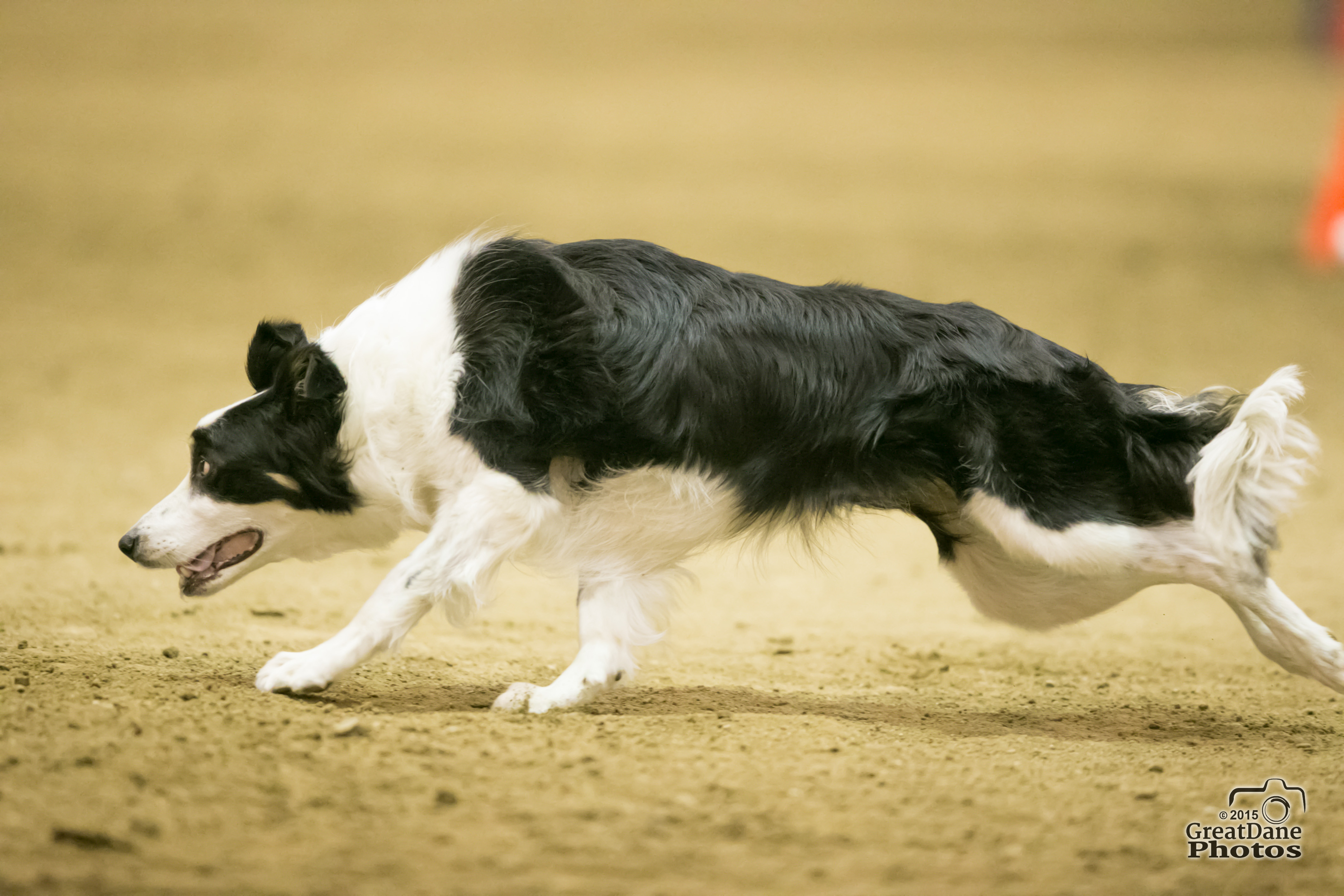 Schema Running | Endzone Dog Sports, Inc.
