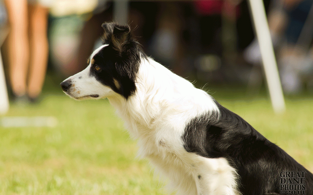 Start Line Behaviors In Agility